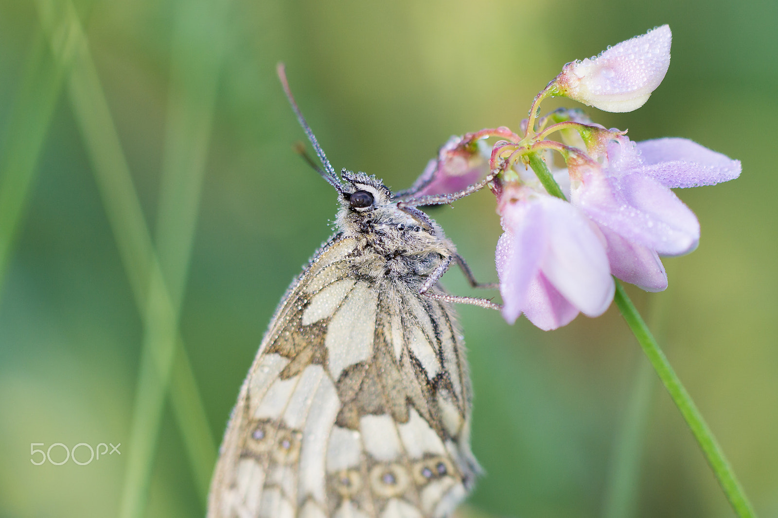 Sony a6000 + Tamron Lens (255) sample photo. Chessboard butterfly photography