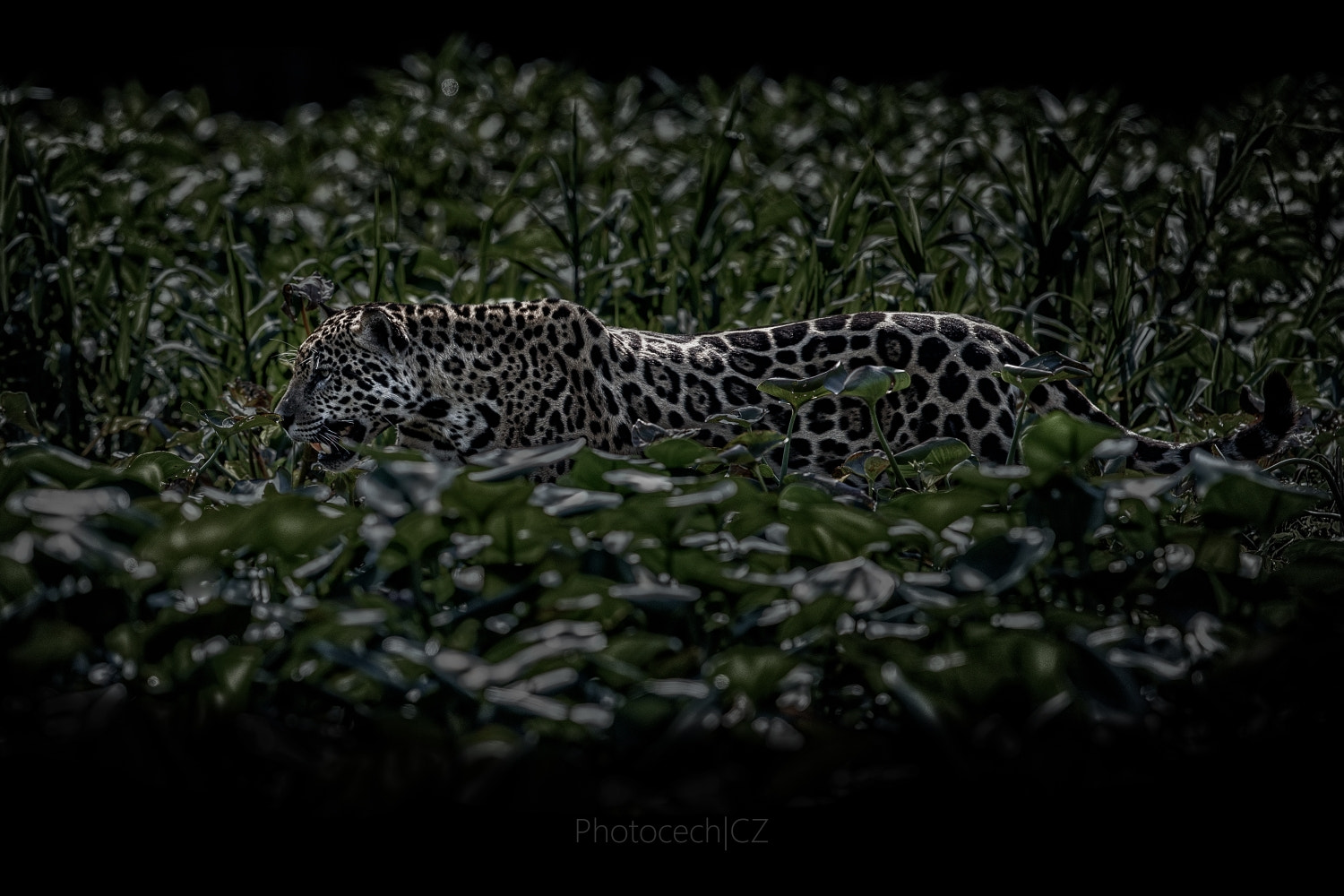 Canon EF 300mm F2.8L IS II USM sample photo. American gangster photography
