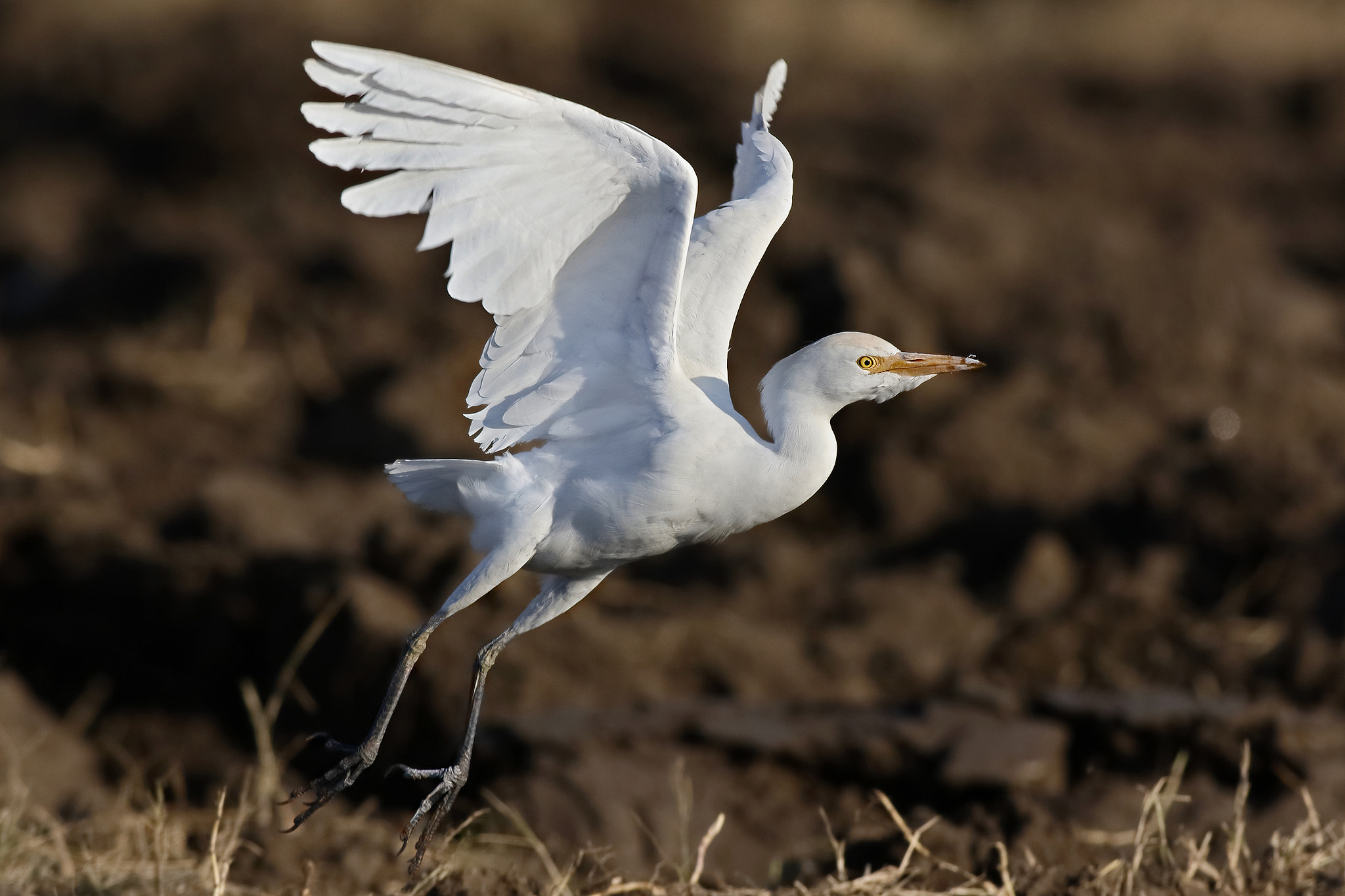 Canon EOS 7D Mark II sample photo. Cattle egret photography