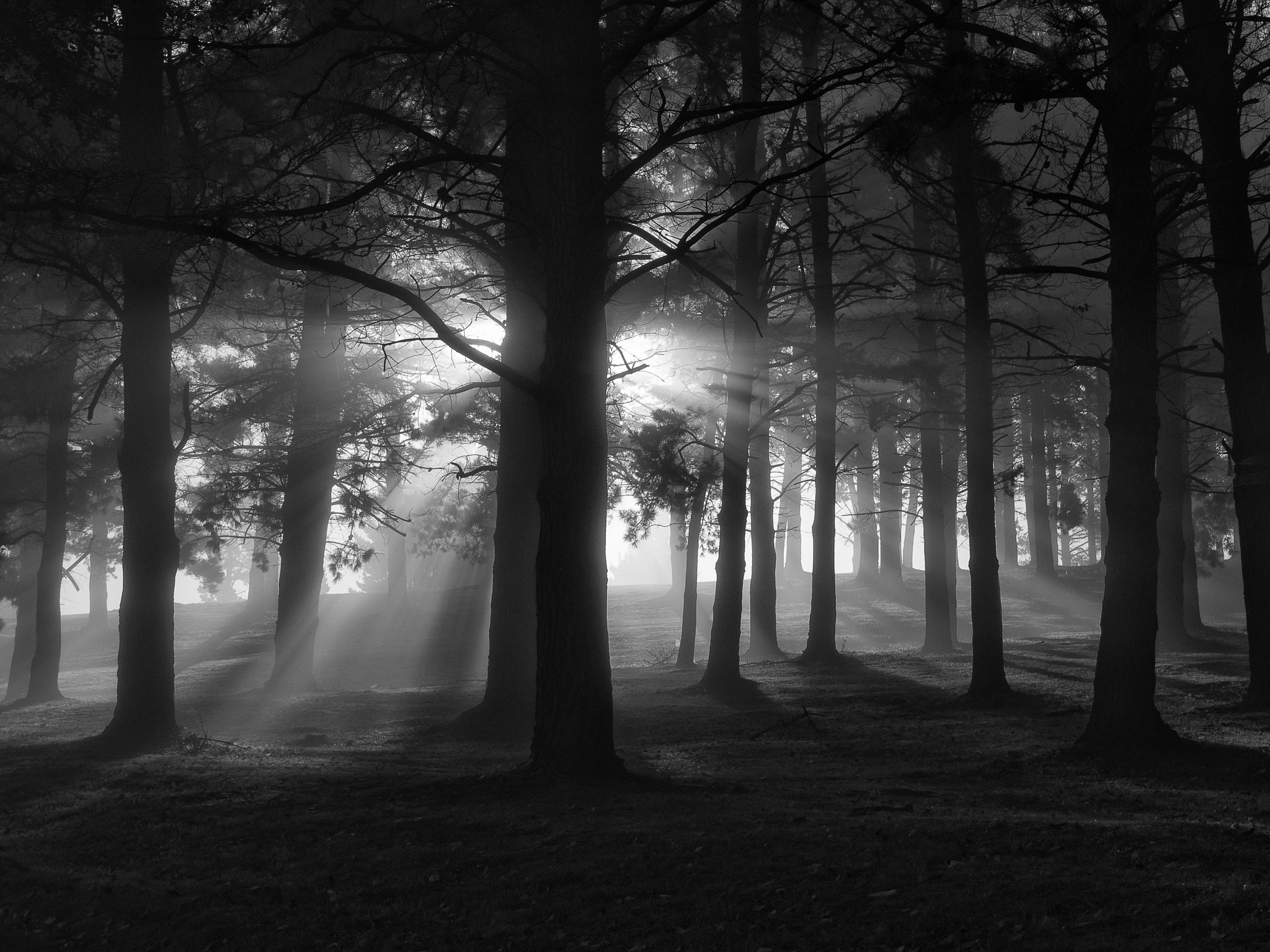 Olympus OM-D E-M1 sample photo. 'fog & sun. i' photography