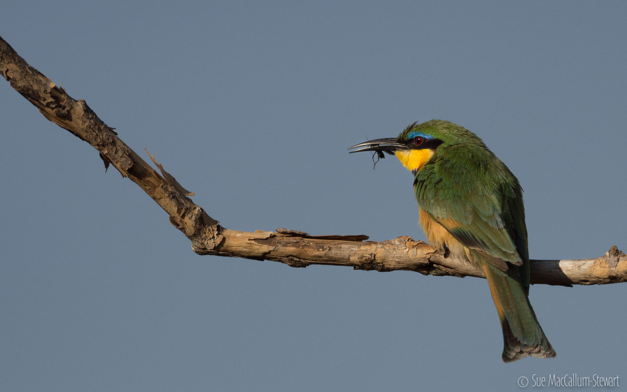 Olympus OM-D E-M5 + OLYMPUS M.300mm F4.0 sample photo. Bee eater photography