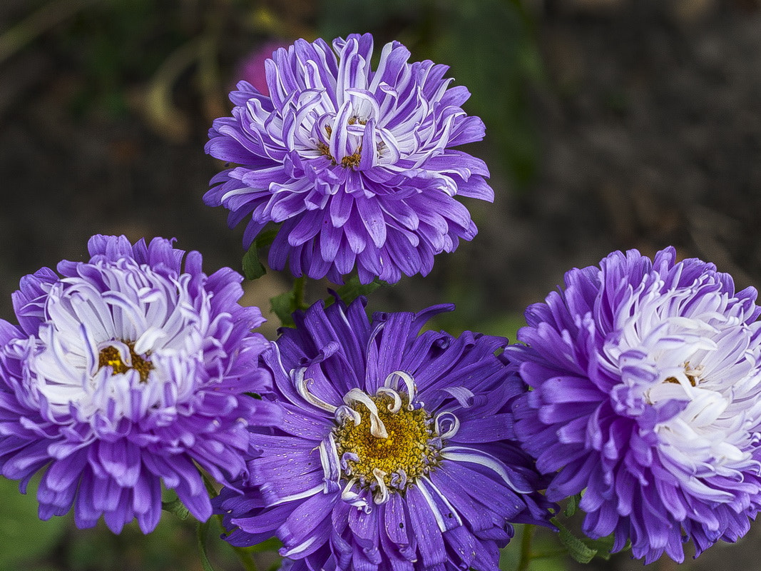 Canon EOS 30D + Canon EF 50mm f/1.8 sample photo. Chrysanthemums photography