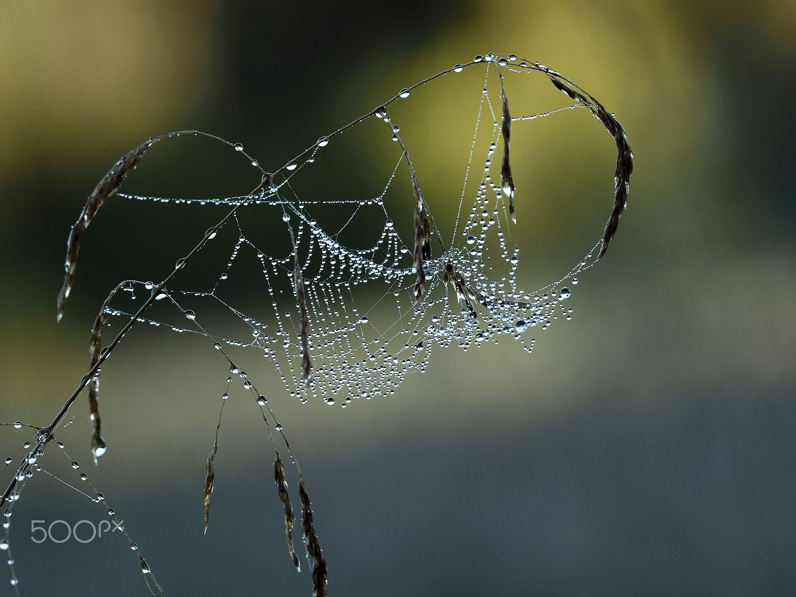 Sigma 150mm F2.8 EX DG Macro HSM sample photo. Dreamcatcher photography