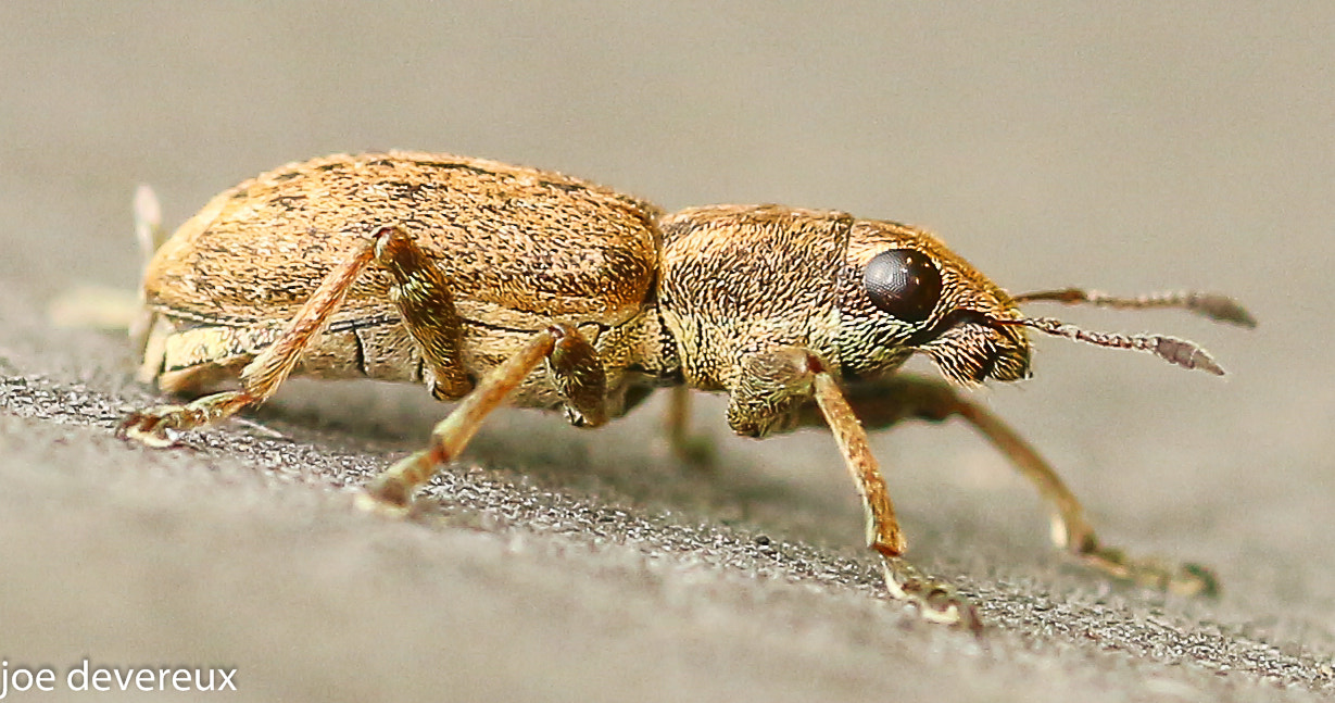 Sigma 105mm F2.8 EX DG OS HSM sample photo. Weevil photography