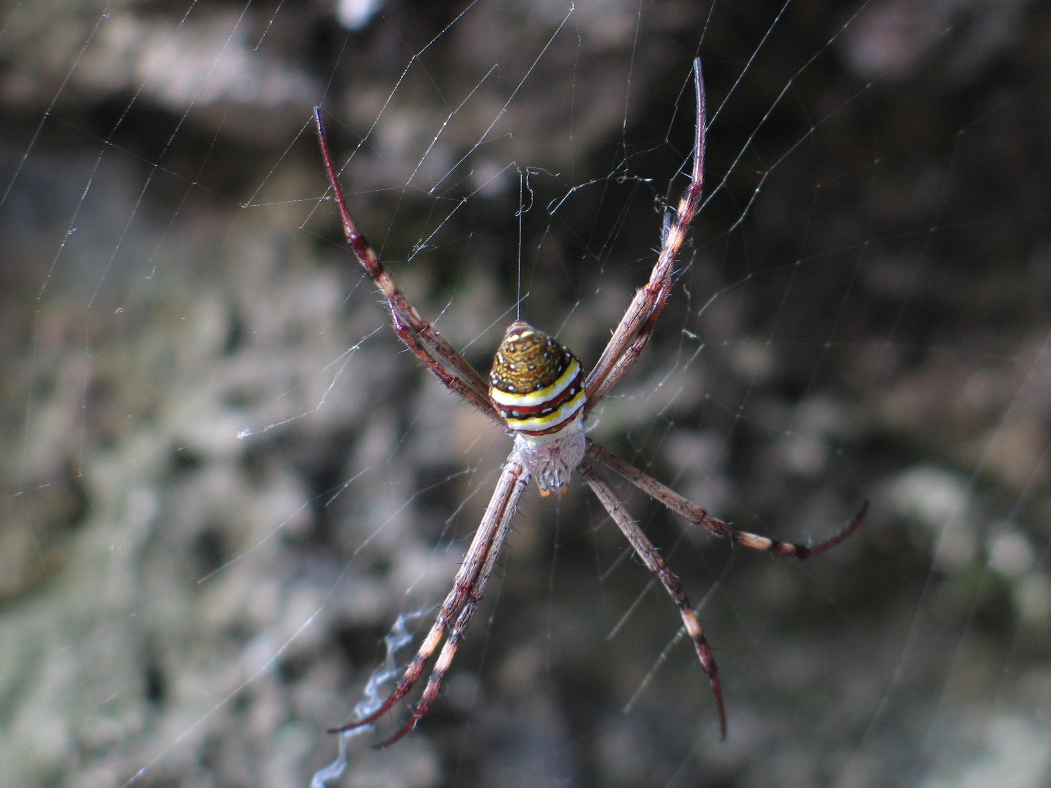 Canon POWERSHOT G5 sample photo. Spider and the web photography