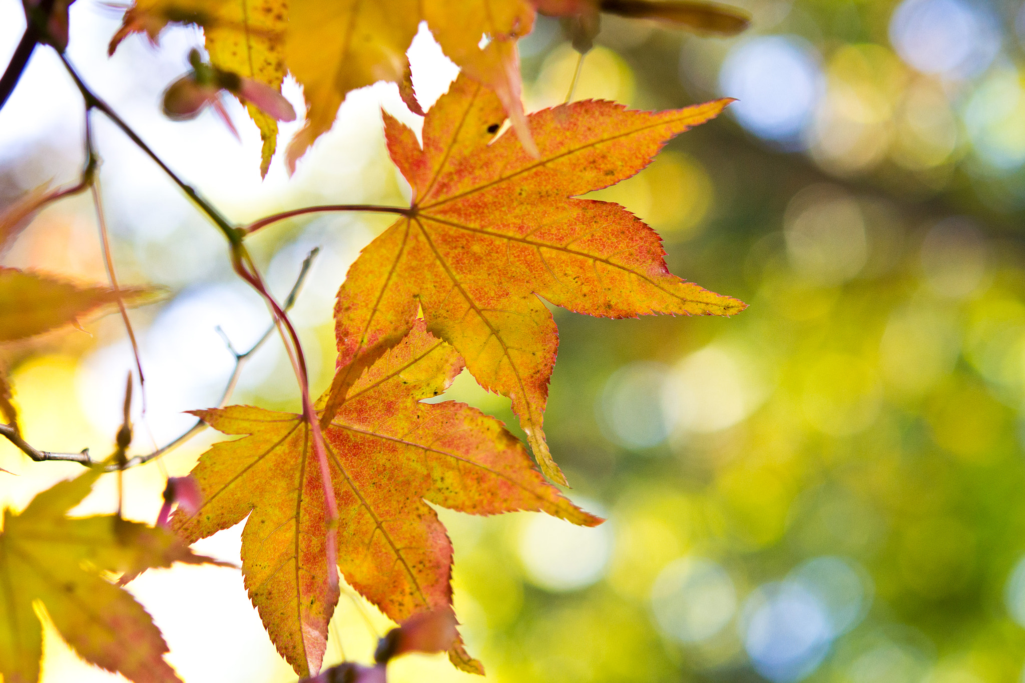 Nikon AF-S Micro-Nikkor 60mm F2.8G ED sample photo. Autumn photography