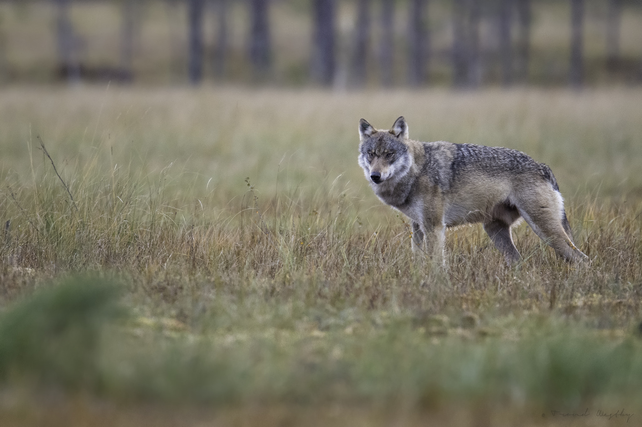 Nikon AF-S Nikkor 500mm F4E FL ED VR sample photo. Wolf photography