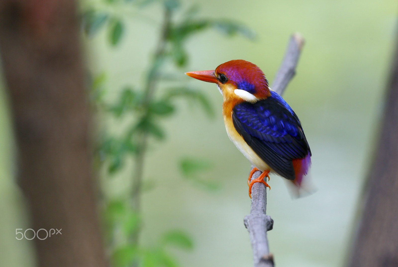 Canon EOS 6D + Canon EF 500mm F4L IS USM sample photo. Dwarf kingfisher (ceyx erithaca) photography