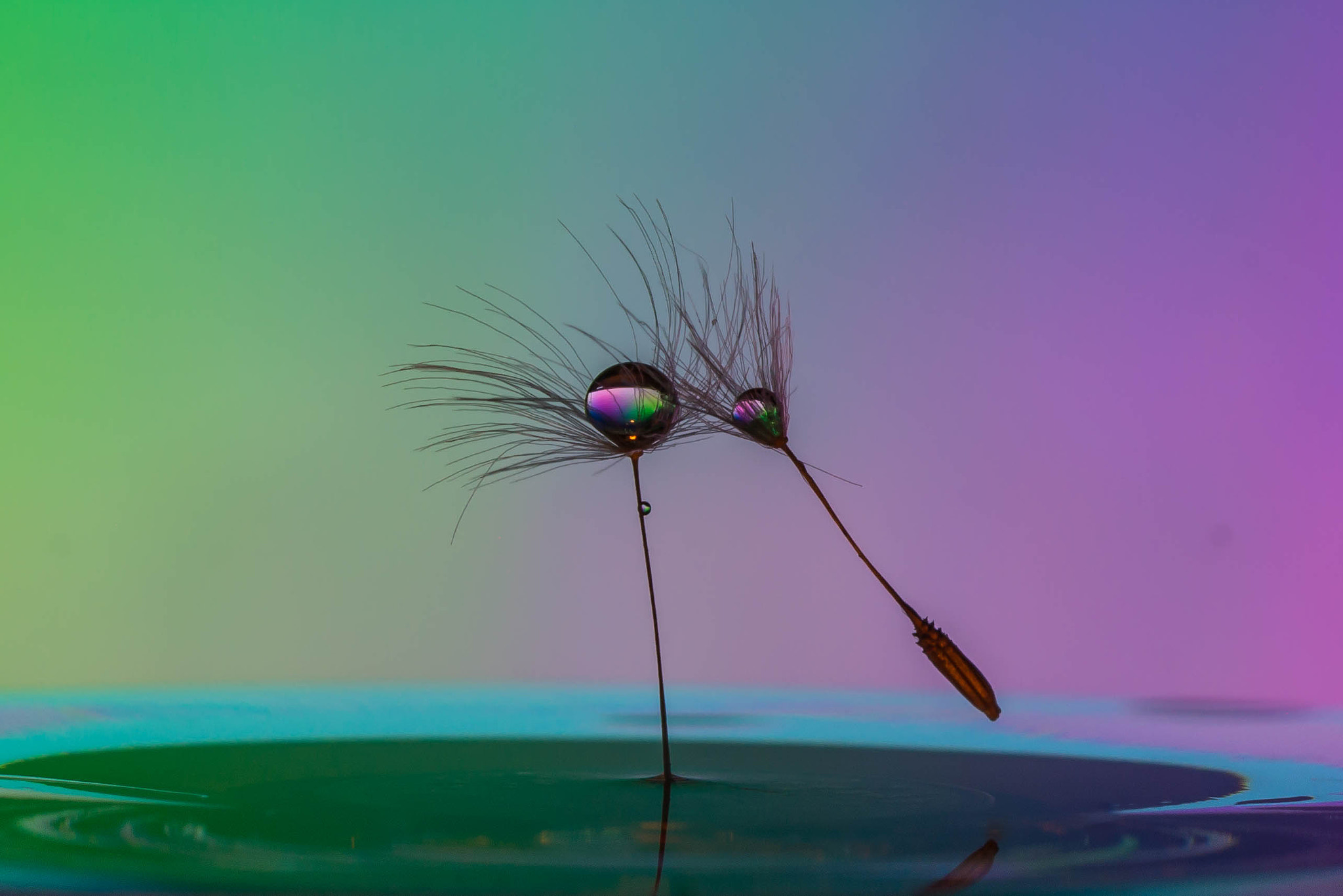 Canon EF 100mm F2.8 Macro USM sample photo. Dandelion dance photography