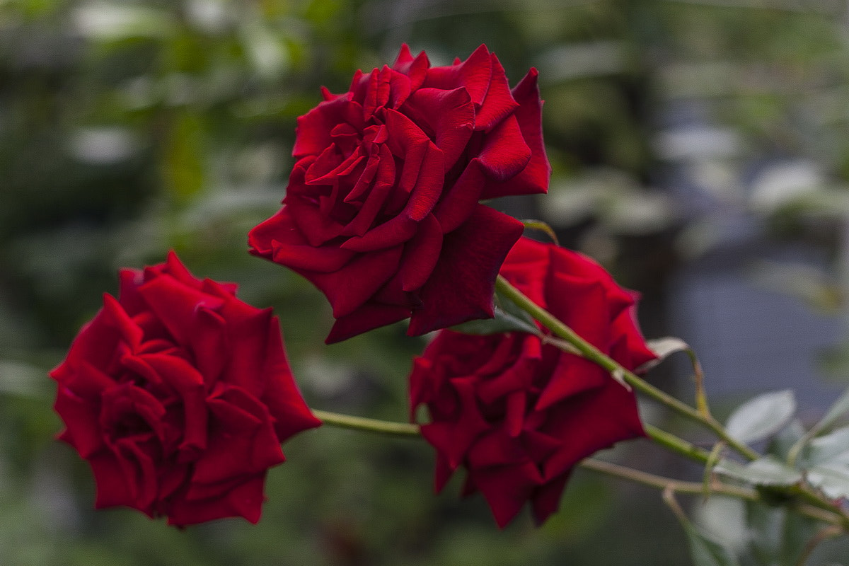 Canon EOS 30D + Canon EF 50mm f/1.8 sample photo. Roses photography