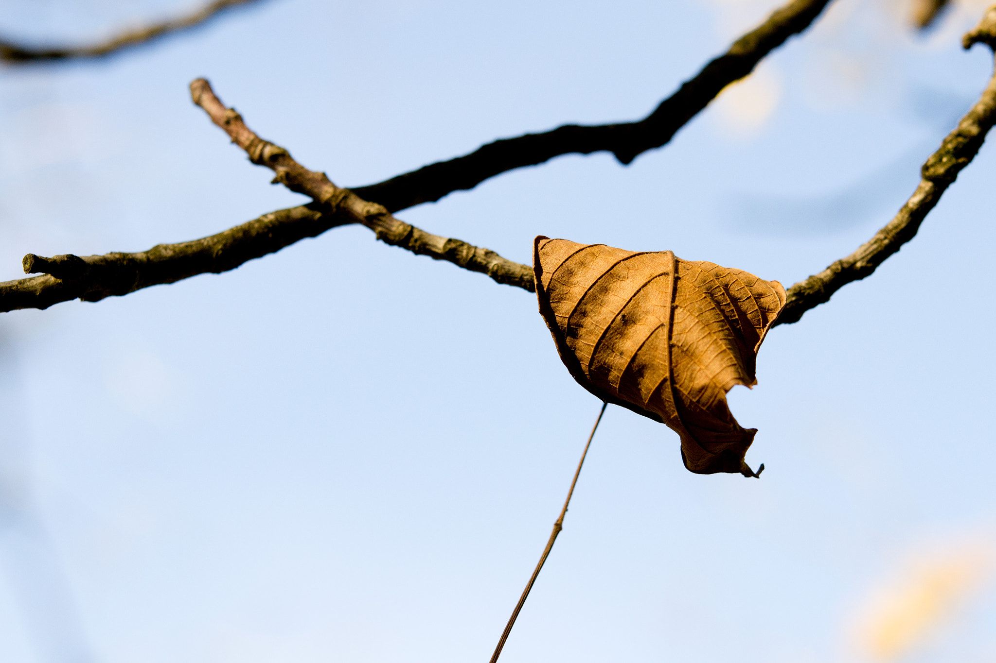 Nikon AF-S Micro-Nikkor 60mm F2.8G ED sample photo. Autumn2 photography