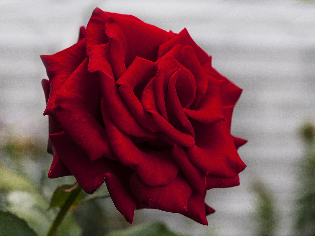 Canon EOS 30D + Canon EF 50mm f/1.8 sample photo. A rose photography