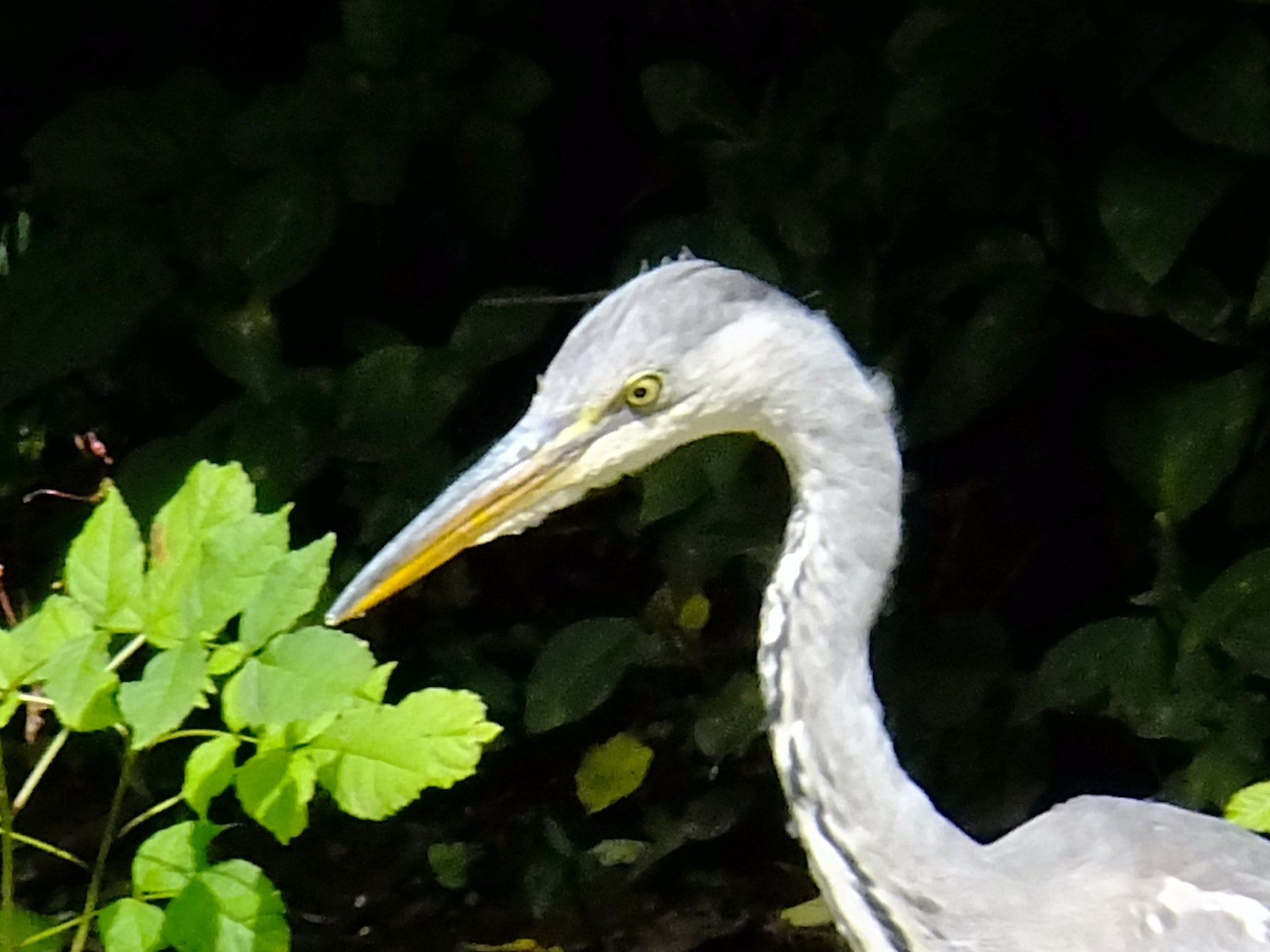 Fujifilm FinePix F770EXR (FinePix F775EXR) sample photo. Golden eye of the heron photography