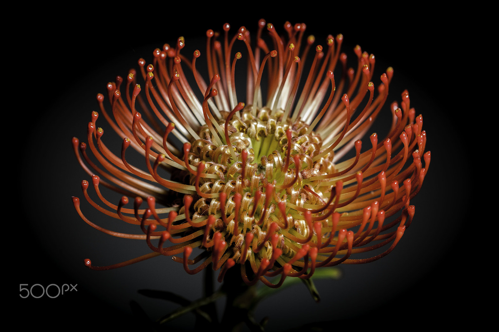 Sigma 105mm F2.8 EX DG Macro sample photo. Protea iii photography