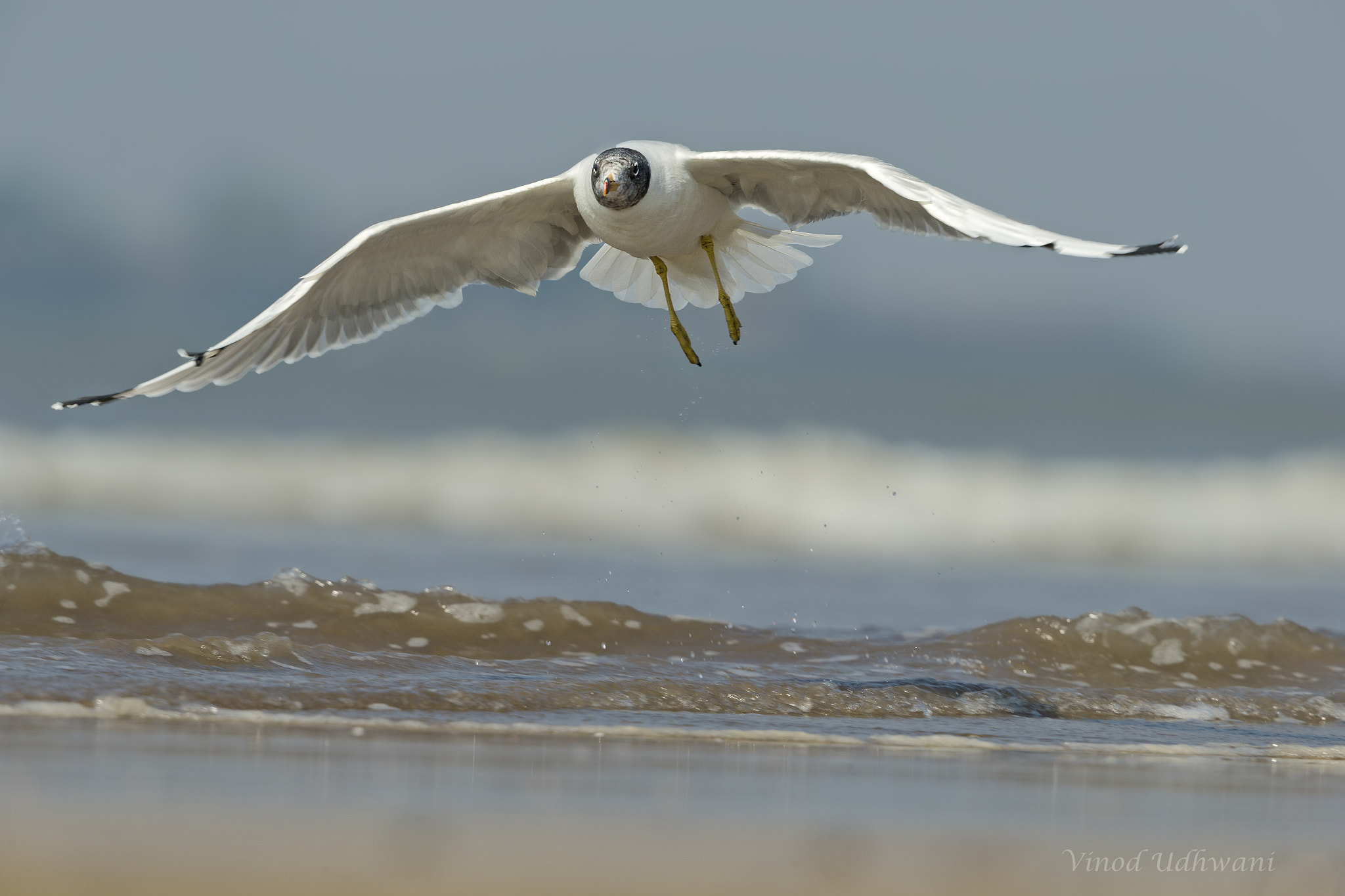 Canon EF 500mm F4L IS II USM sample photo. Pallas gull photography
