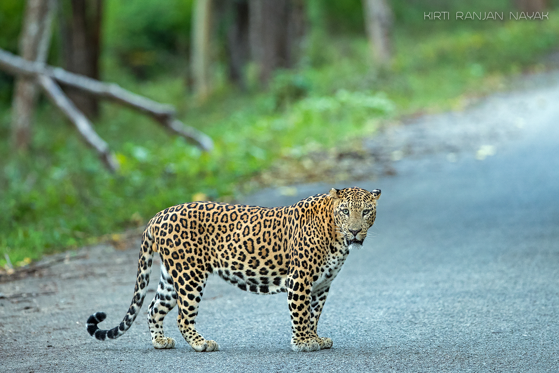 Canon EF 300mm F2.8L IS II USM sample photo. Could i have a lift? photography