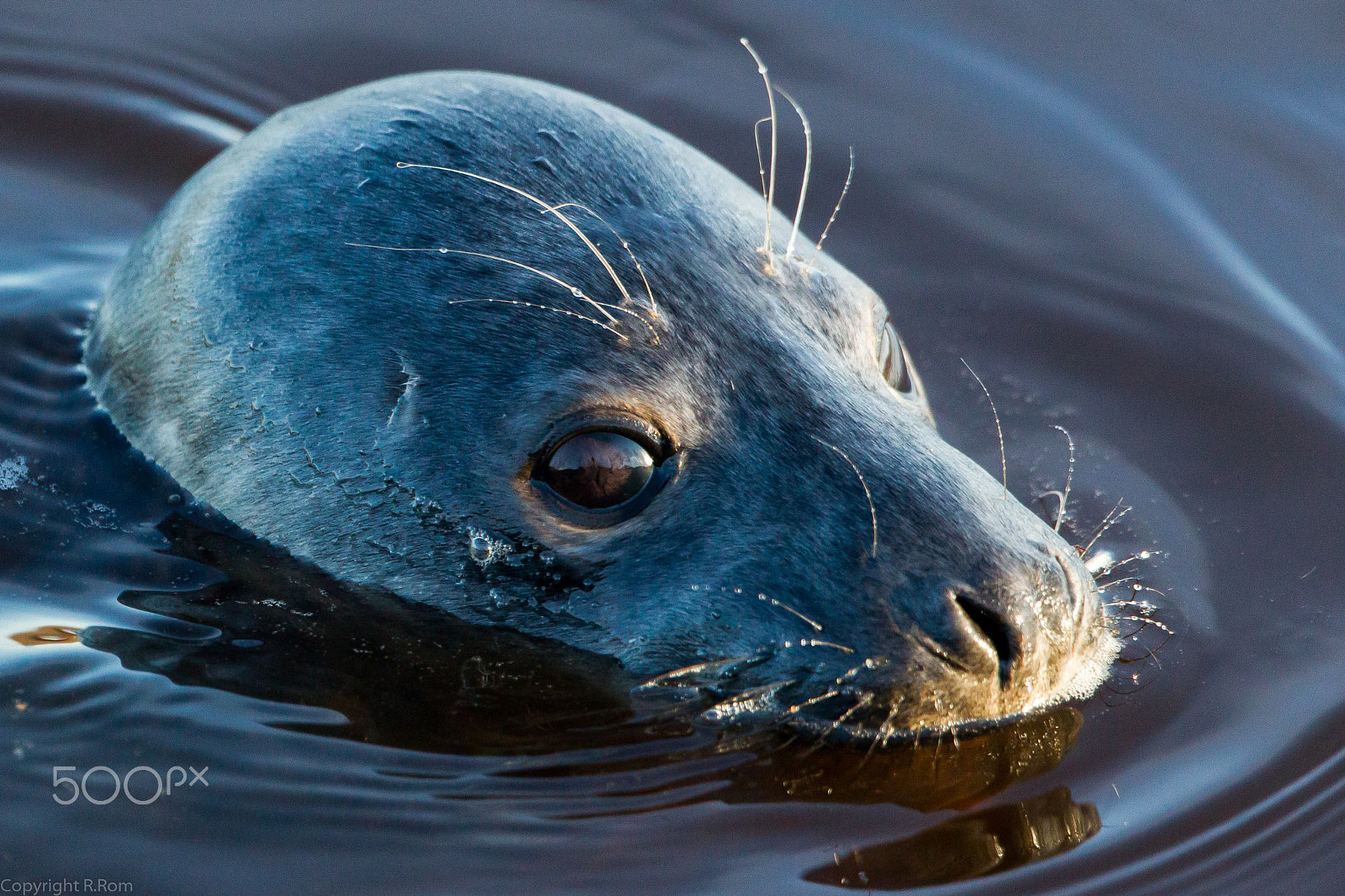Canon EF 300mm F2.8L IS II USM sample photo. Grey seal photography