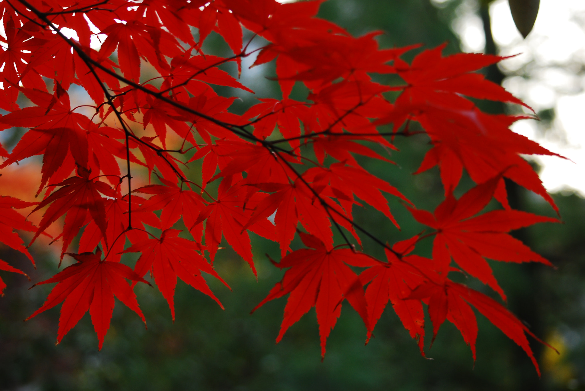 Nikon D80 + Nikon AF-S DX Nikkor 55-300mm F4.5-5.6G ED VR sample photo. Fall (ing) in love !!! with fall photography