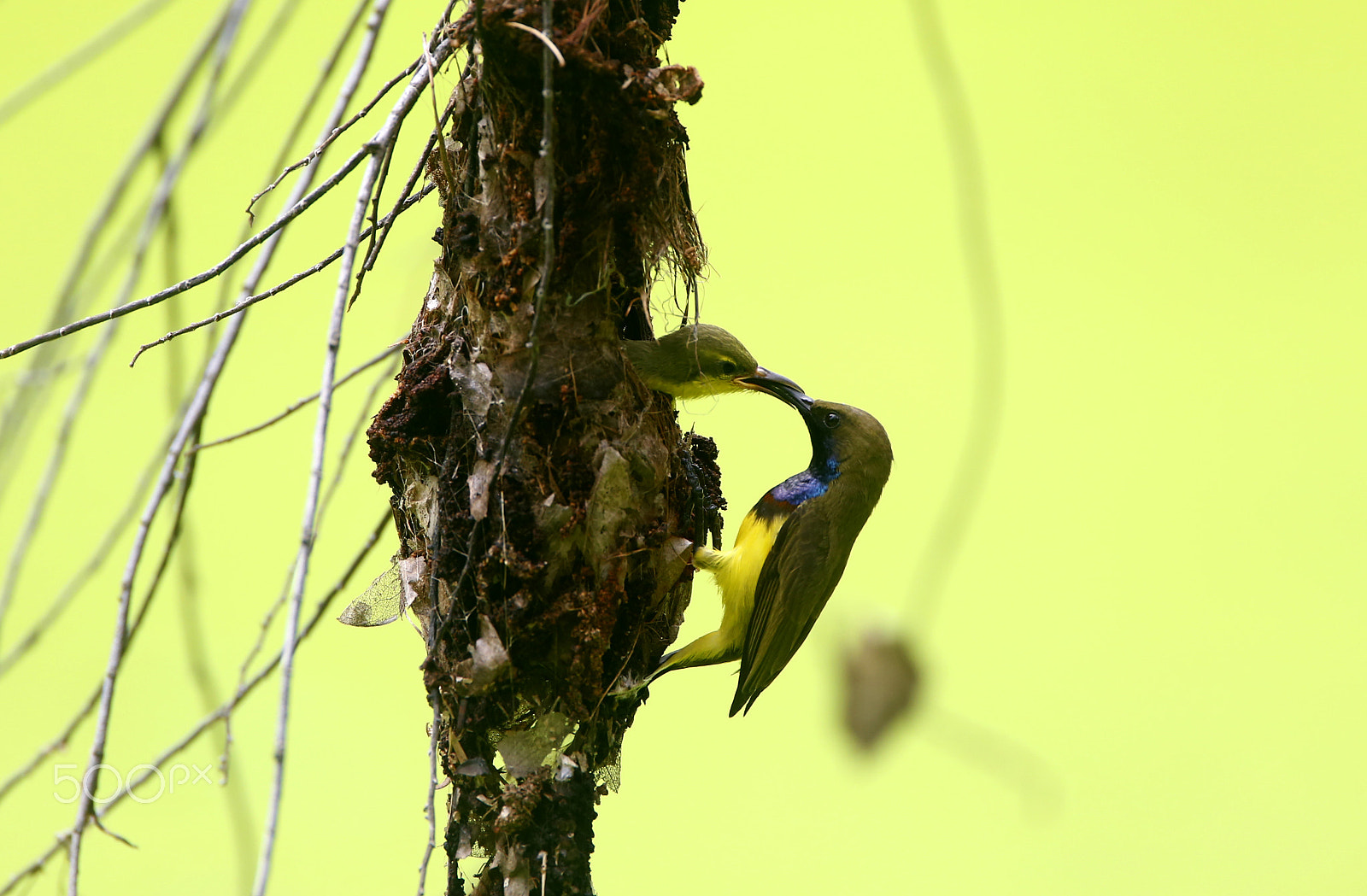 Canon EF 500mm F4L IS USM sample photo. Brown-throated sunbird photography