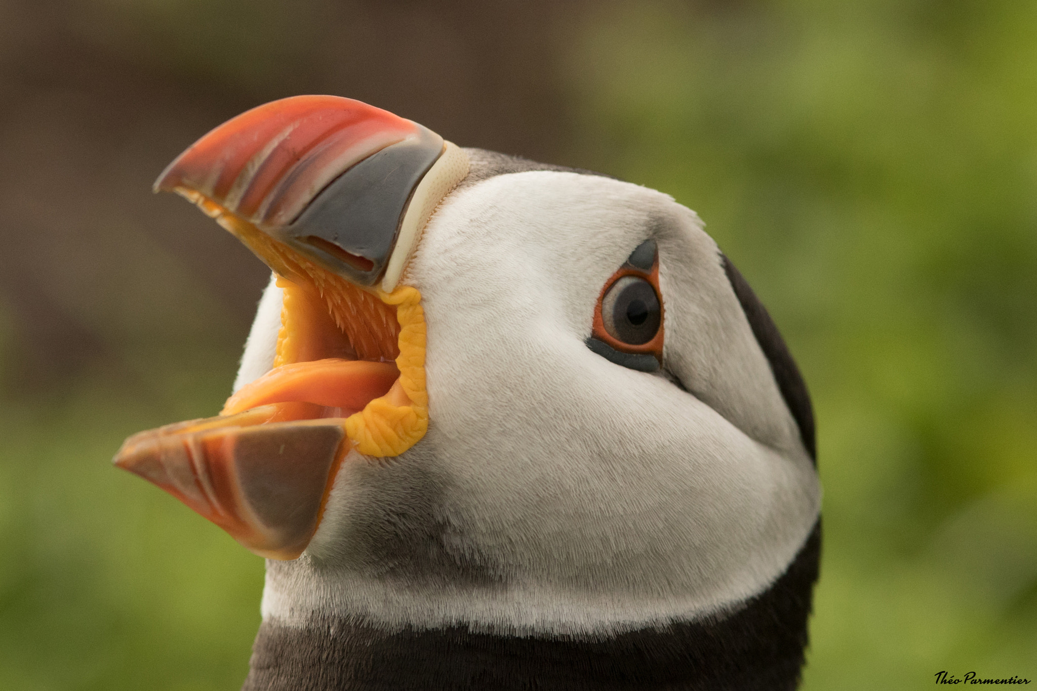 Canon EOS 7D Mark II sample photo. Puffin / macareux moine photography