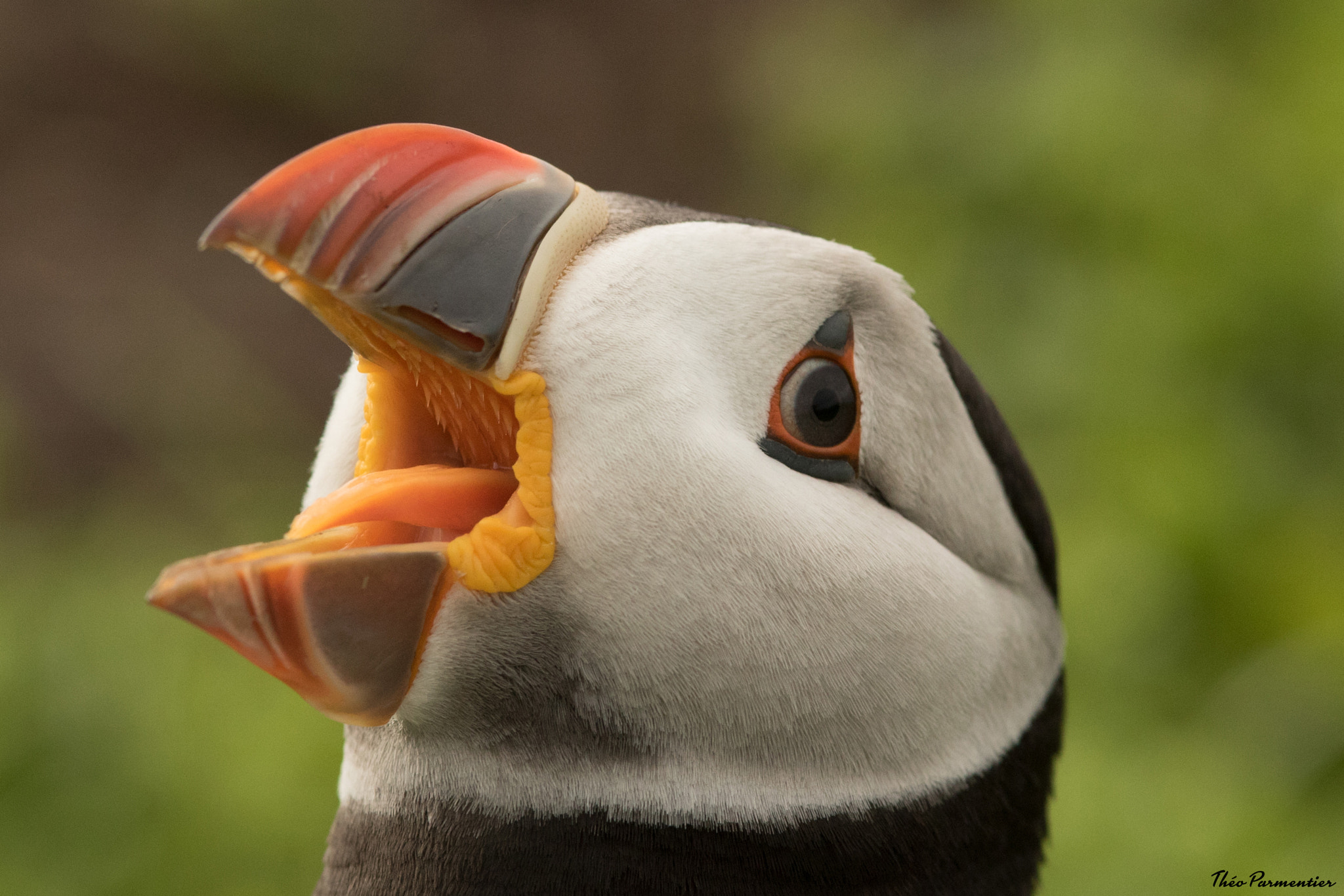 Canon EF 300mm F2.8L IS USM sample photo. Puffin / macareux moine photography