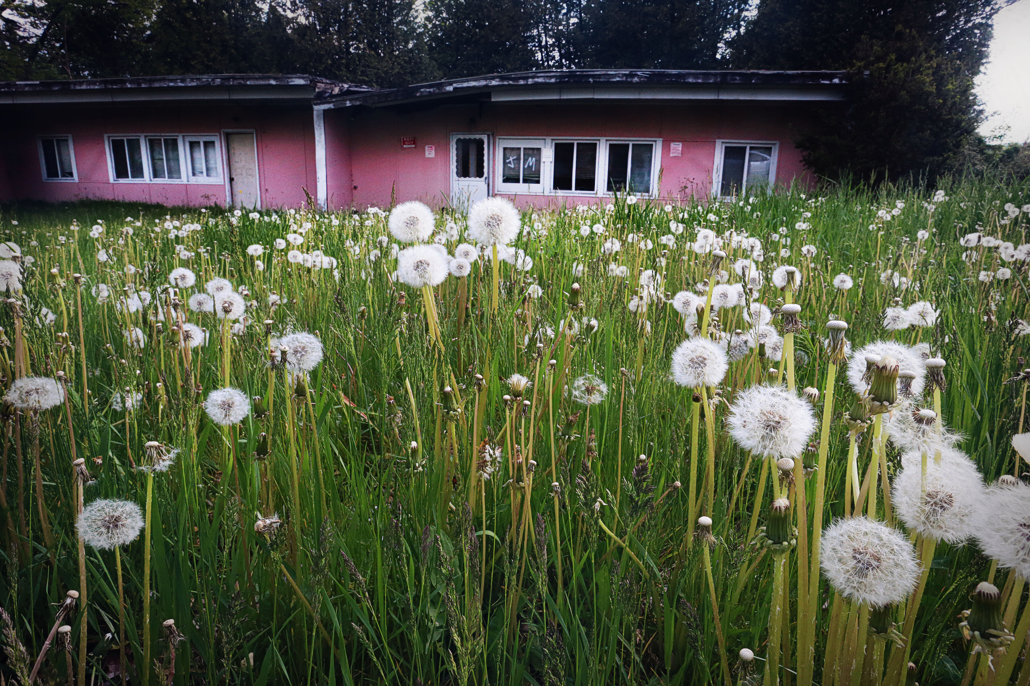 Canon EOS-1D X sample photo. Bloomin dandelions photography