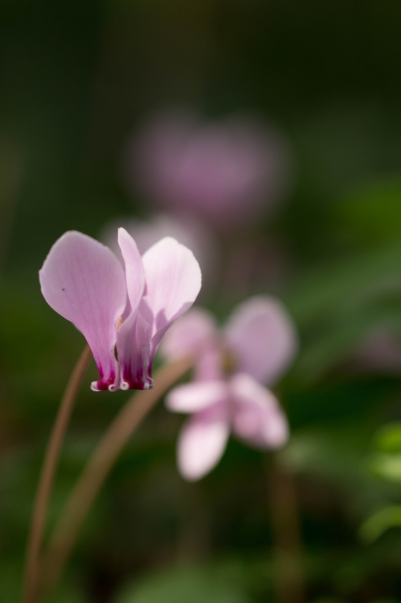 Canon EOS 700D (EOS Rebel T5i / EOS Kiss X7i) + Canon EF 100mm F2.8L Macro IS USM sample photo. Img photography