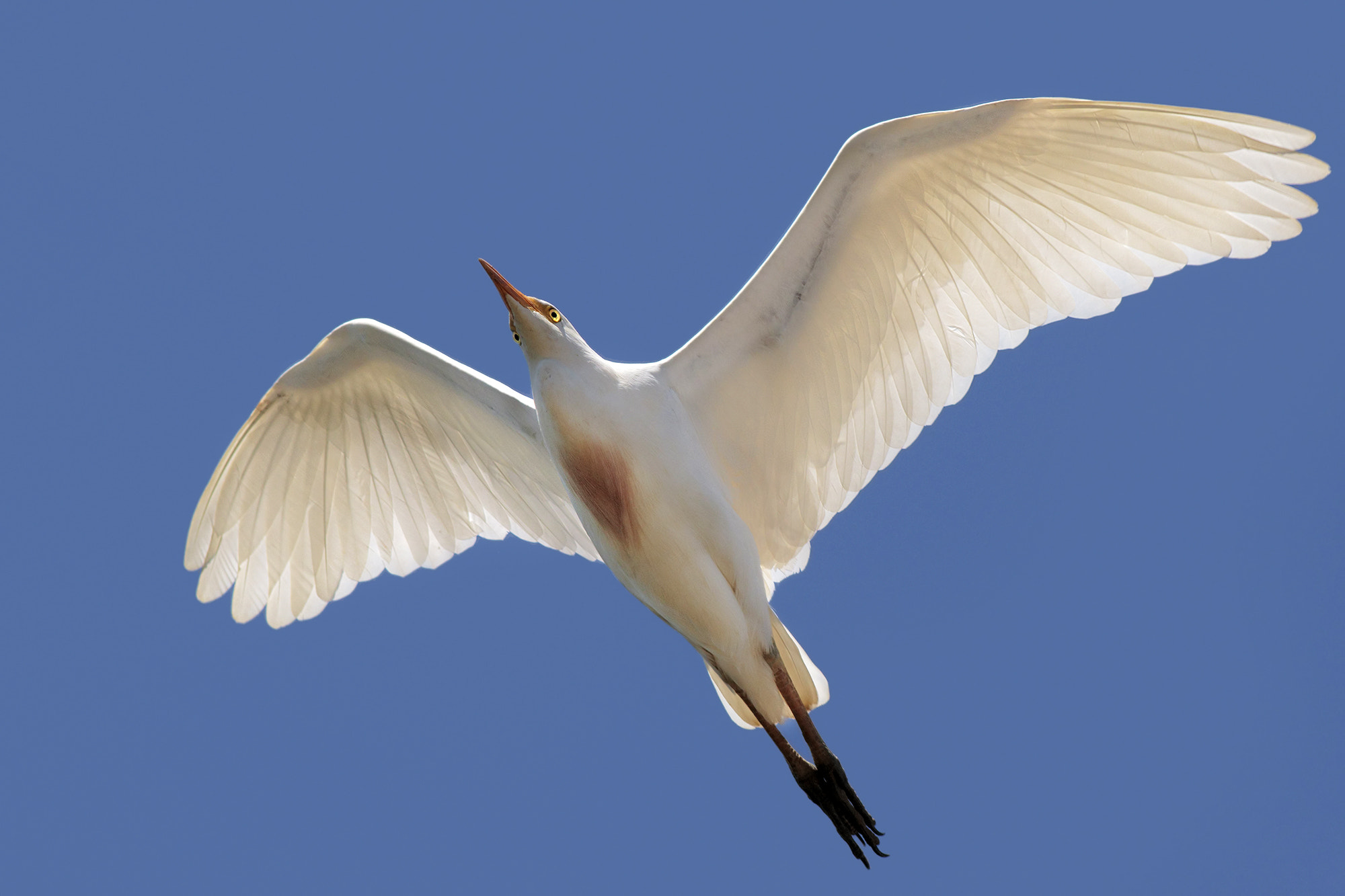 Canon EF 500mm f/4.5L sample photo. Cattle egret photography