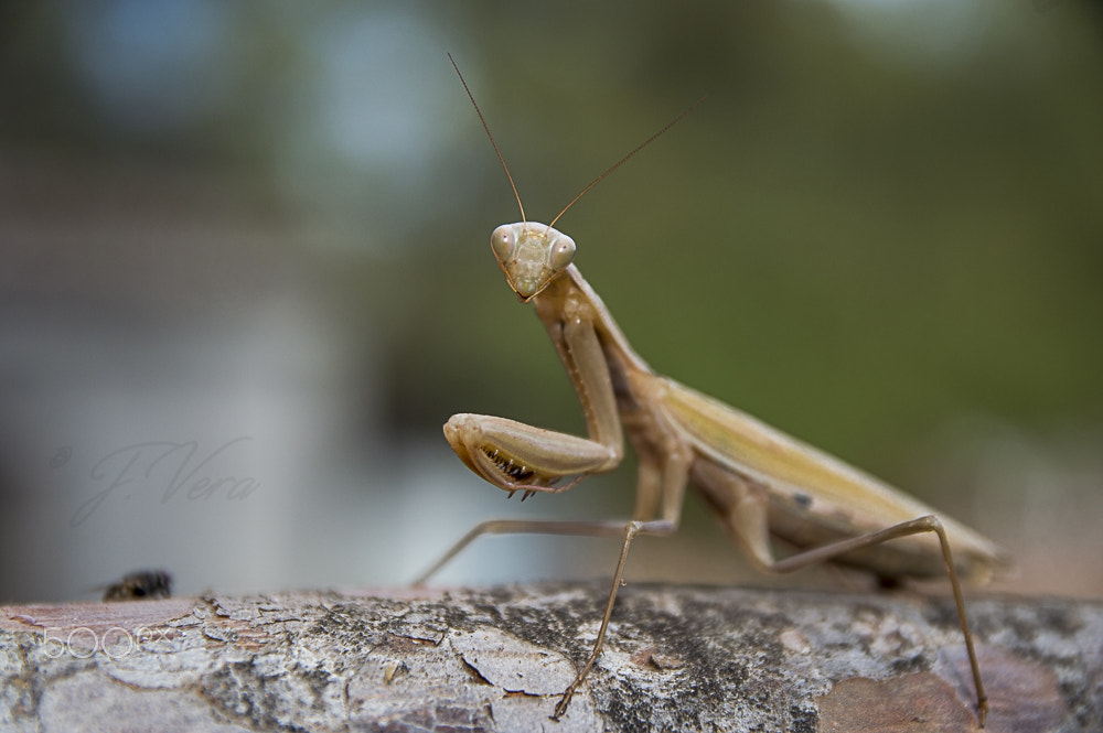Sigma 17-70mm F2.8-4 DC Macro OS HSM | C sample photo. Hi ! photography