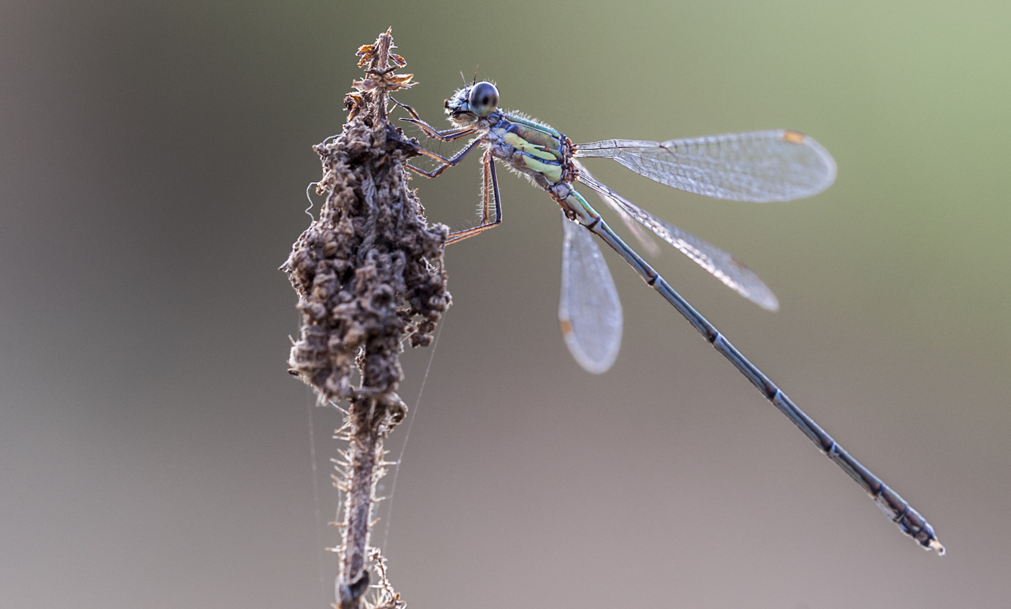 Sigma APO Macro 180mm F3.5 EX DG HSM sample photo. Diablillo photography