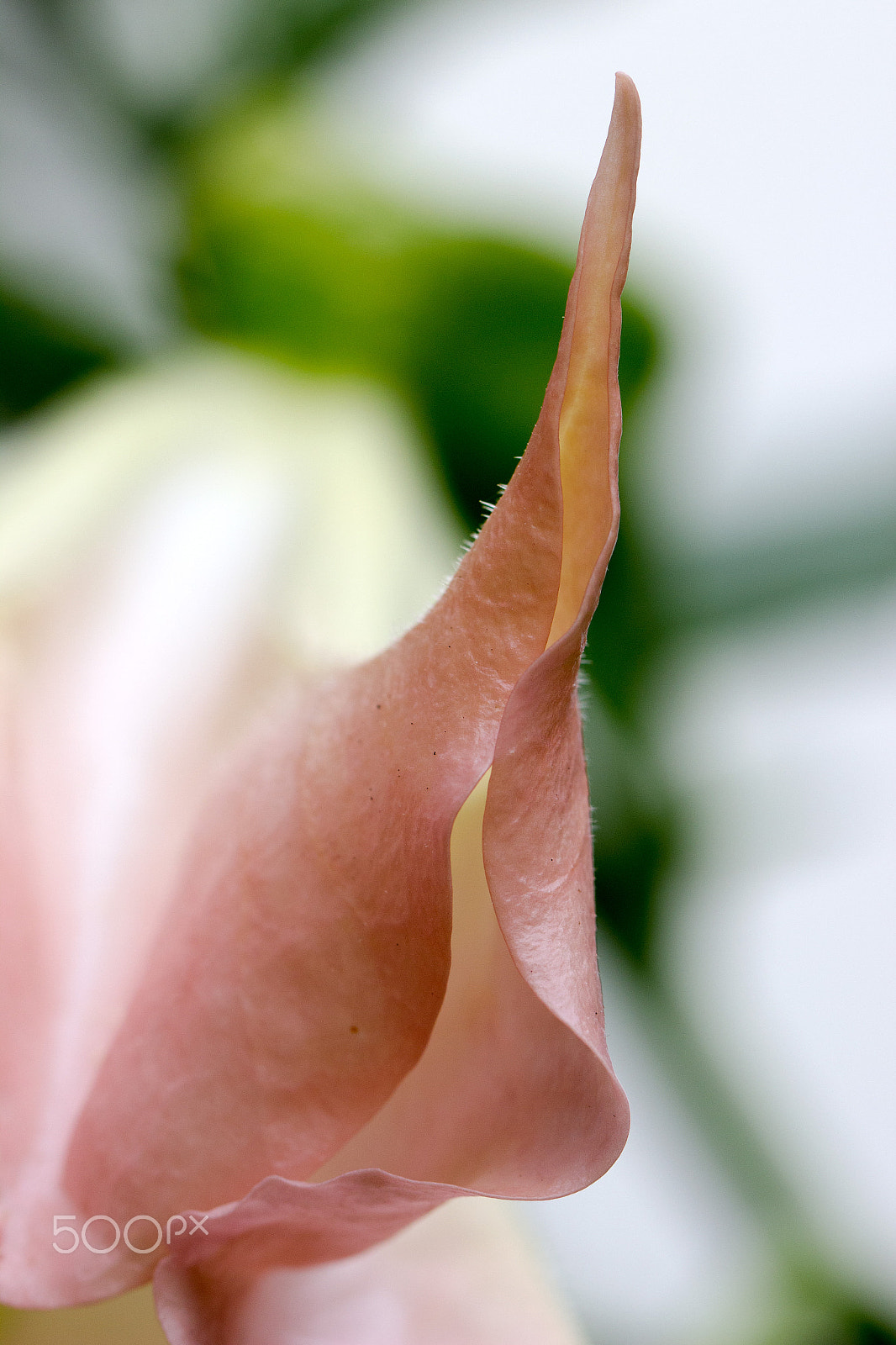 Canon EOS 600D (Rebel EOS T3i / EOS Kiss X5) + Canon EF 100mm F2.8L Macro IS USM sample photo. Engelstrompete photography