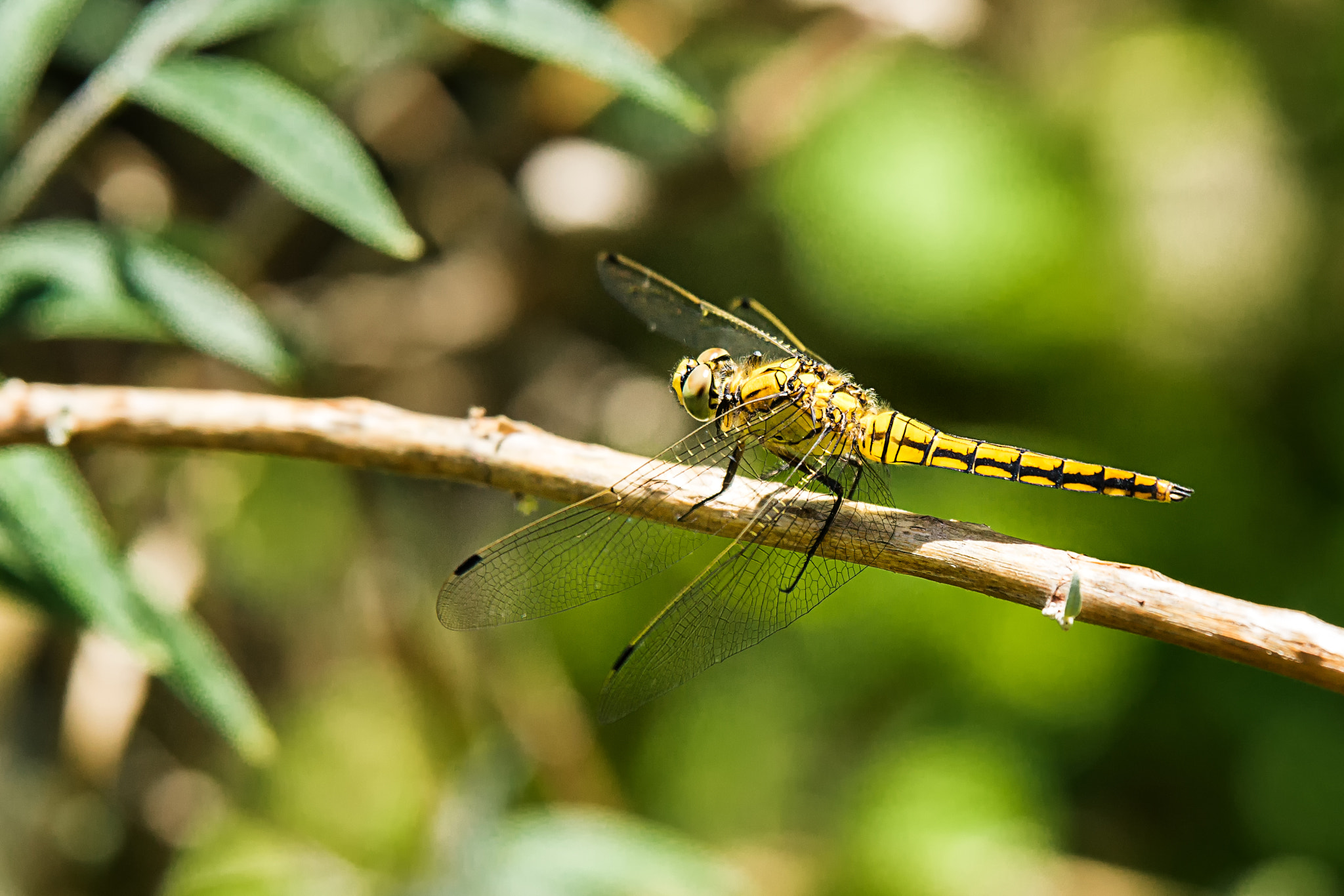 Sony SLT-A77 + Tamron SP 70-200mm F2.8 Di VC USD sample photo. Dragonfly  photography