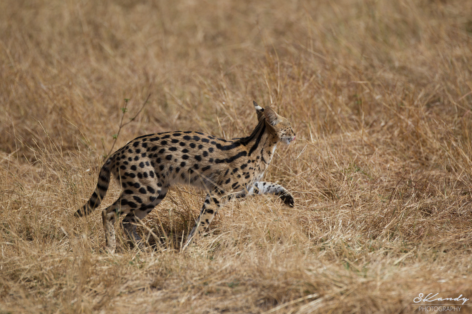 Canon EF 200mm F2.8L II USM sample photo. Serval cat photography