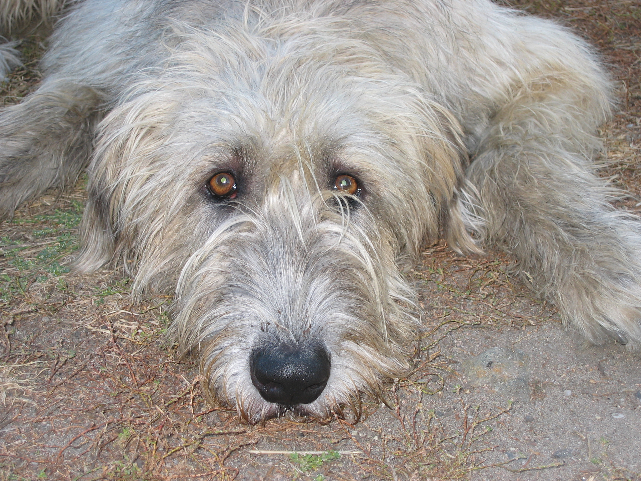 Canon POWERSHOT S45 sample photo. Irish wolfhound and dedicated look photography