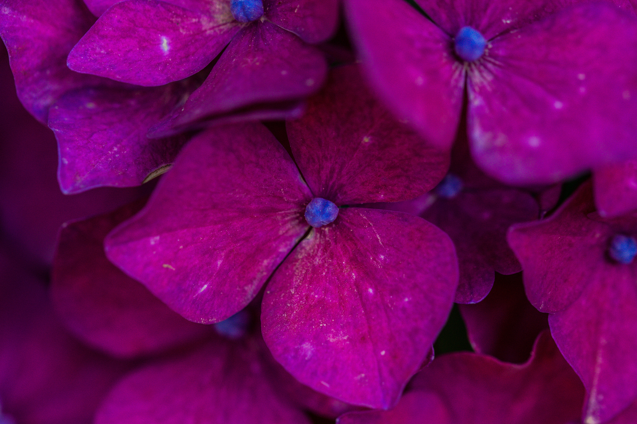 Canon EOS 550D (EOS Rebel T2i / EOS Kiss X4) + Sigma 105mm F2.8 EX DG OS HSM sample photo. Purple flower photography