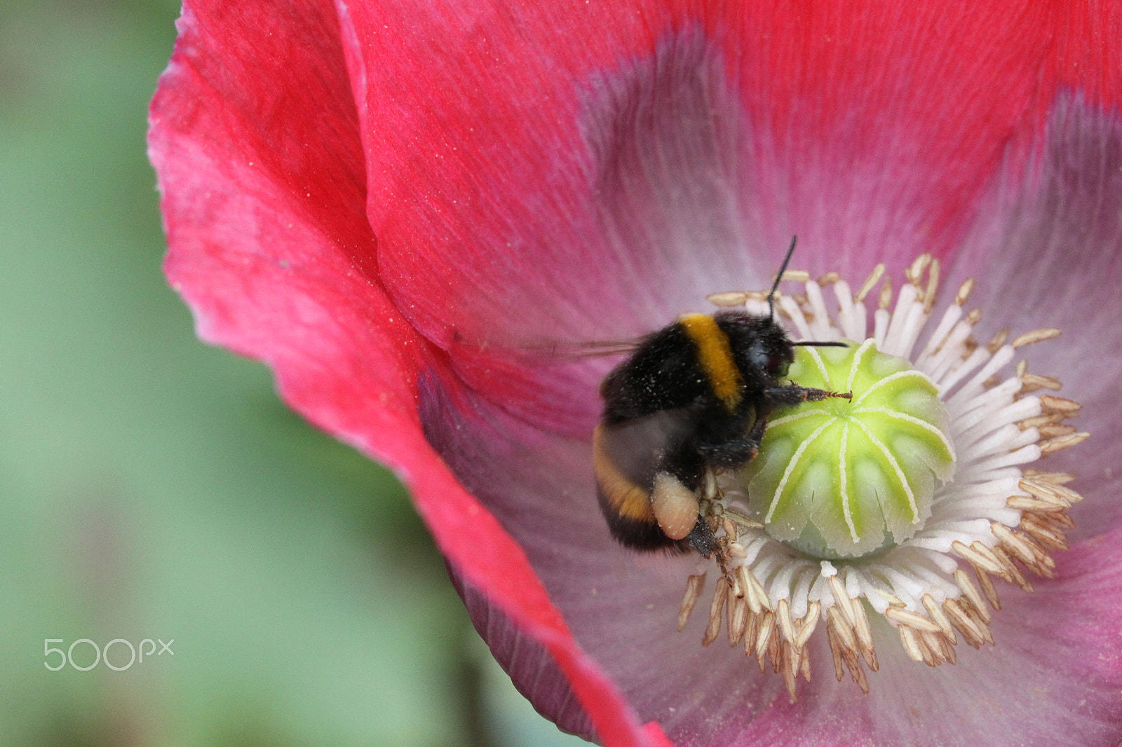 Canon EOS 50D + Sigma APO Macro 180mm F2.8 EX DG OS HSM sample photo. Honey bee on poppy flower photography