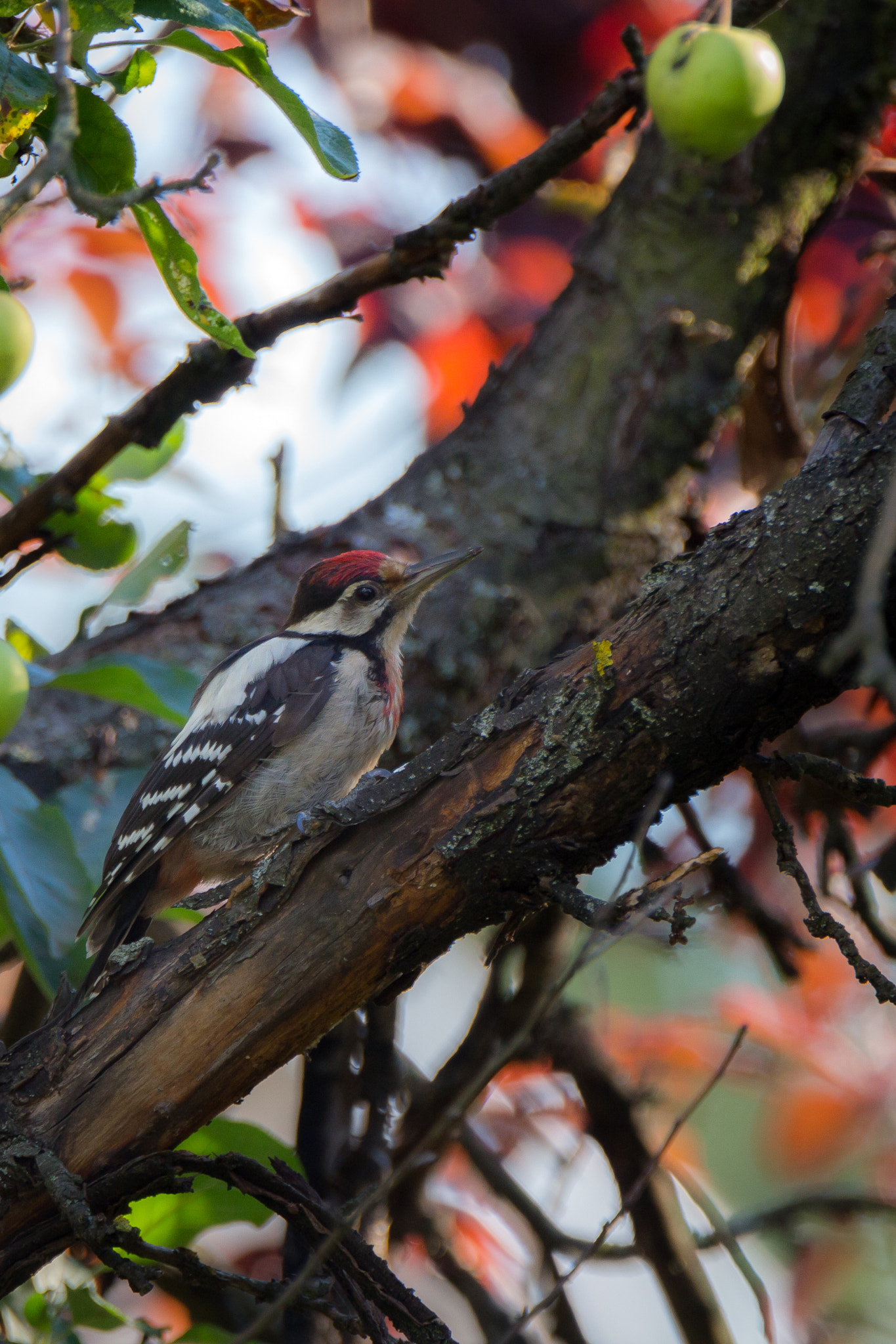 Tamron SP 150-600mm F5-6.3 Di VC USD sample photo. Woodpecker photography
