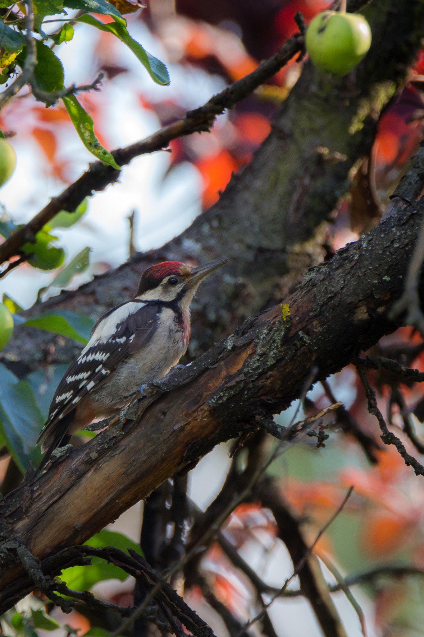 Canon EOS 700D (EOS Rebel T5i / EOS Kiss X7i) sample photo. Woodpecker photography