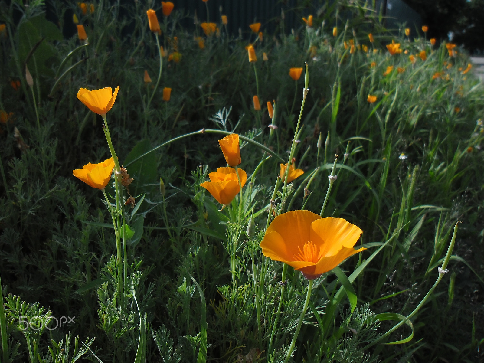 Samsung ES90/ ES91 sample photo. Цветы photography