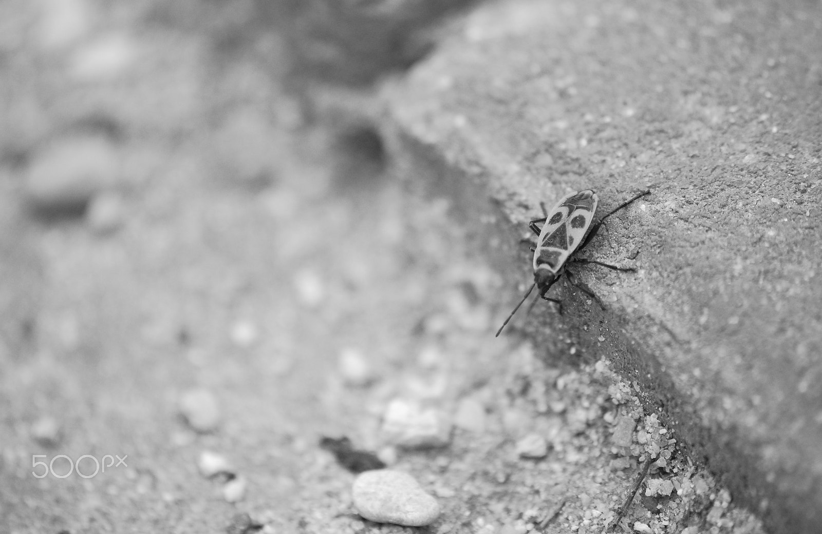 Sigma 70-300mm F4-5.6 APO DG Macro sample photo. Lovebug photography