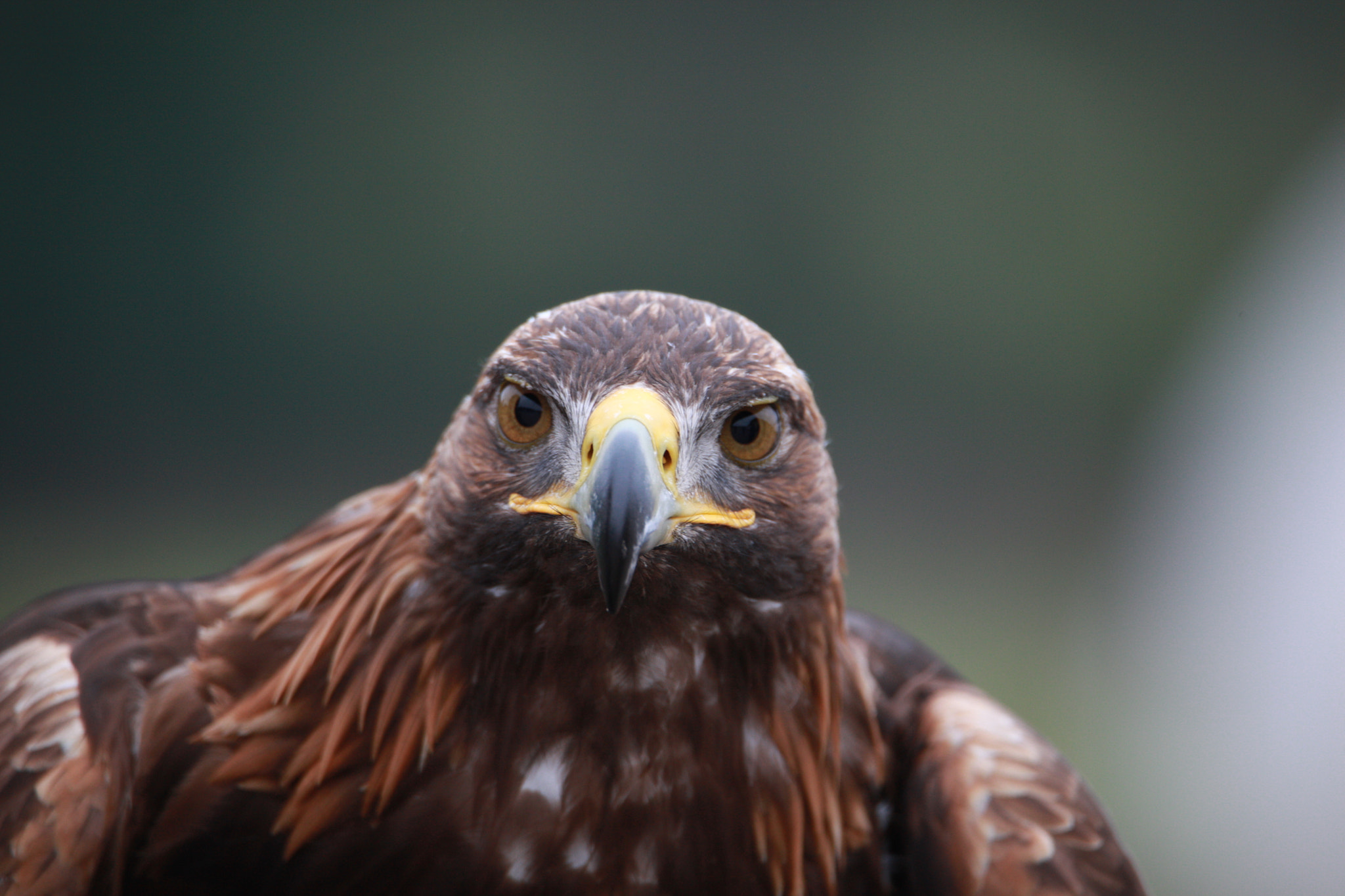 Tamron SP 150-600mm F5-6.3 Di VC USD sample photo. Img photography