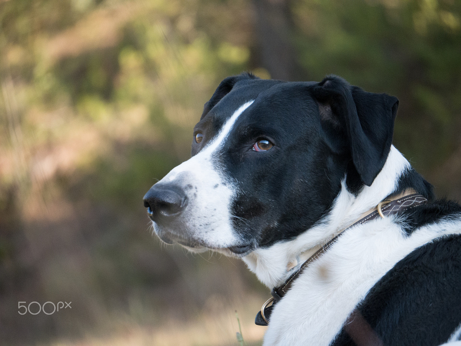 LUMIX G VARIO 45-150/F4.0-5.6 sample photo. A happy dog’s happy day #6 photography