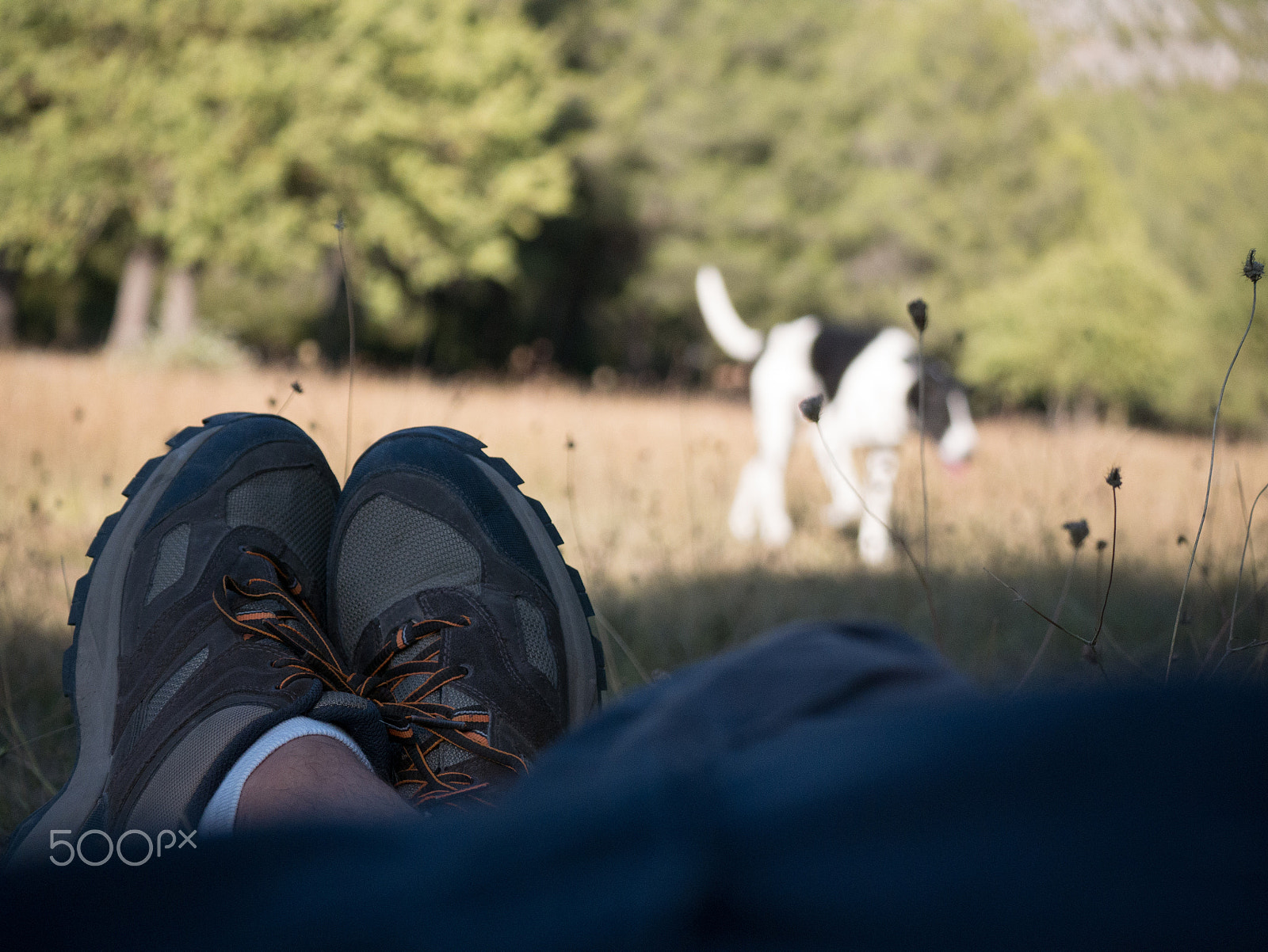 LUMIX G VARIO 45-150/F4.0-5.6 sample photo. A happy dog’s happy day #4 photography