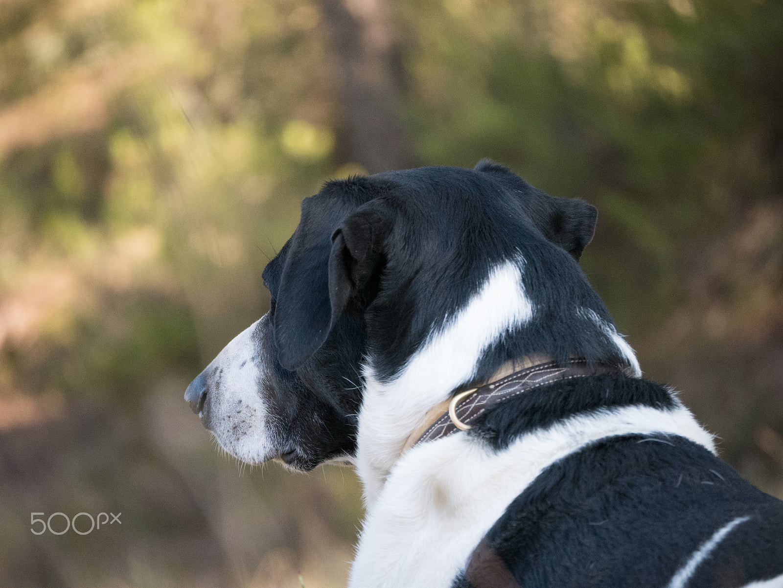 LUMIX G VARIO 45-150/F4.0-5.6 sample photo. A happy dog’s happy day #5 photography
