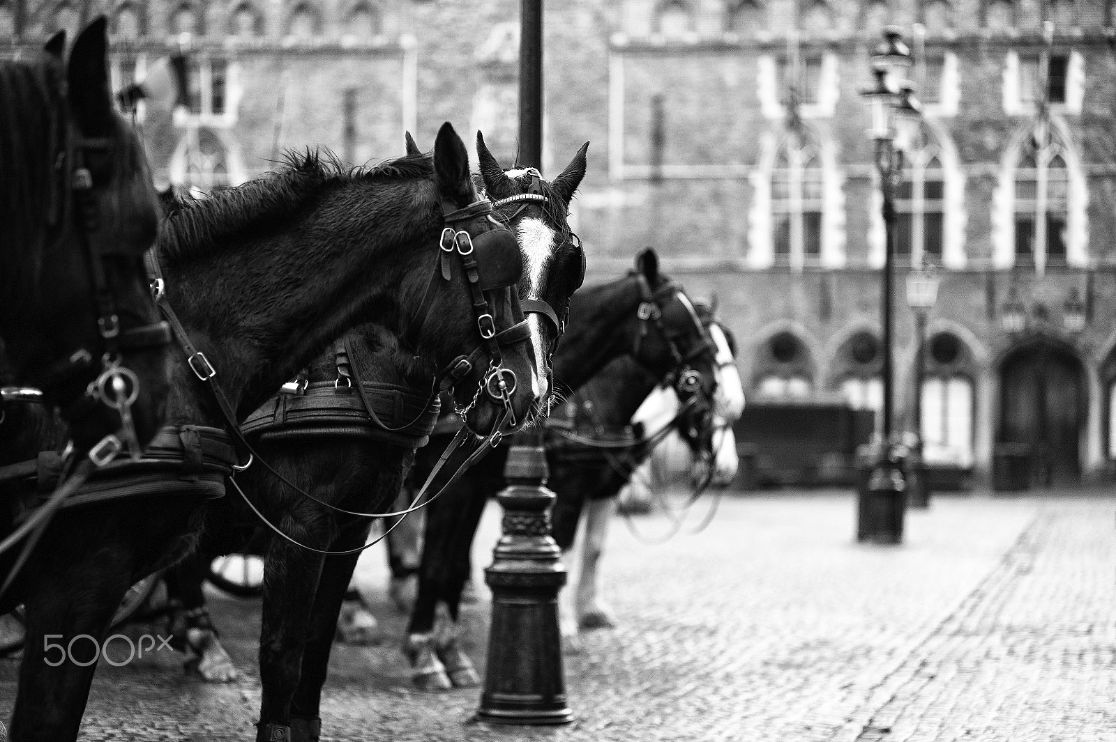Leica M9 + Leica Summicron-M 90mm f/2 (II) sample photo. Dialogue between horses... photography