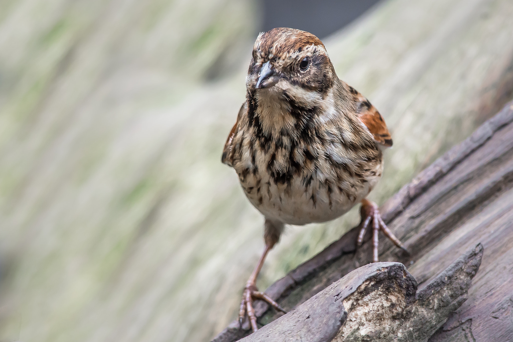 Nikon D800 + Nikon AF-S Nikkor 300mm F4D ED-IF sample photo. Female reed bunting photography