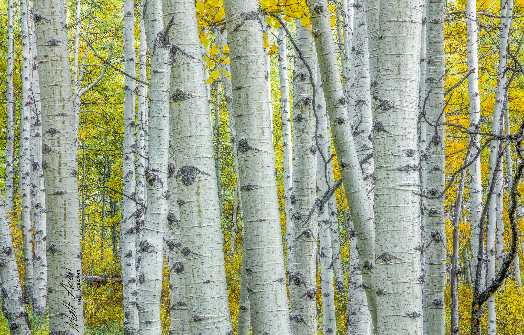 Canon EF 28-105mm f/3.5-4.5 USM sample photo. Aspen autumn photography