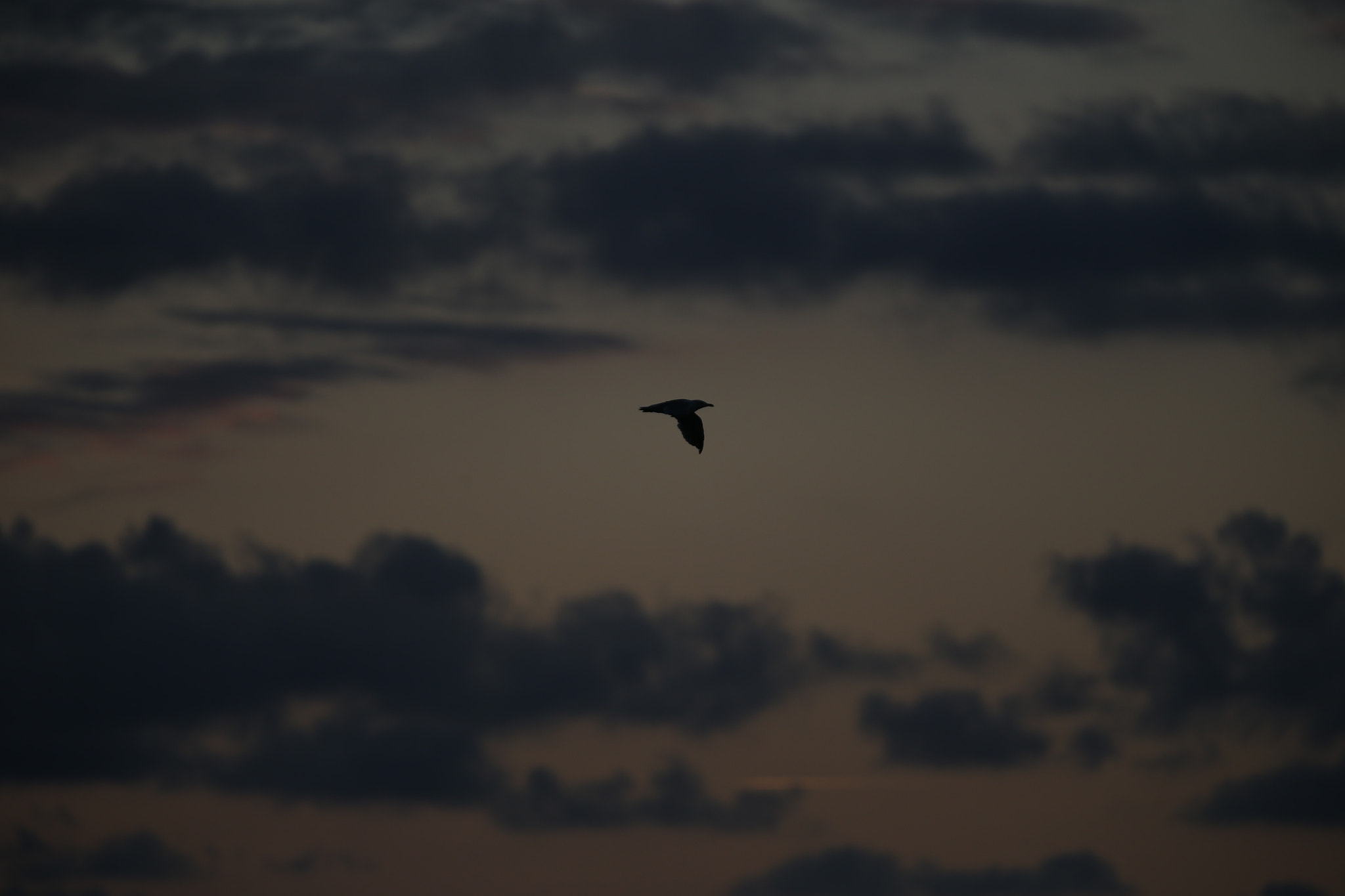 Canon EF 300mm F2.8L IS USM sample photo. Seagull photography