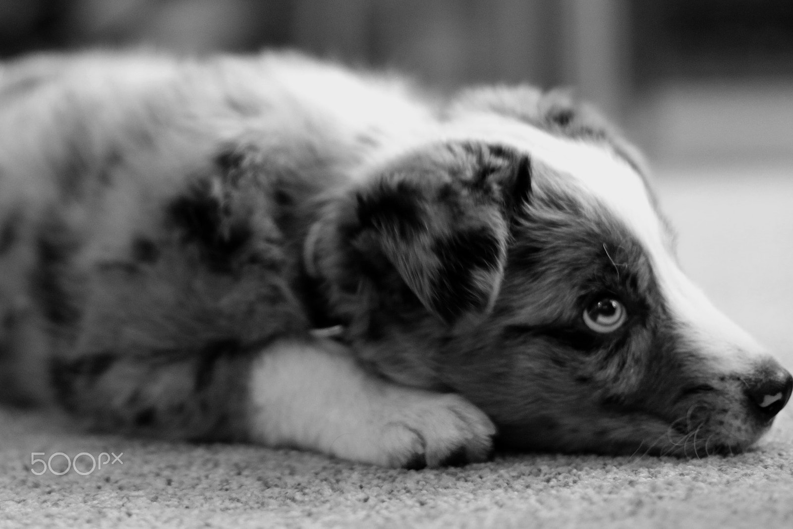 Canon EOS 760D (EOS Rebel T6s / EOS 8000D) sample photo. Spud photography