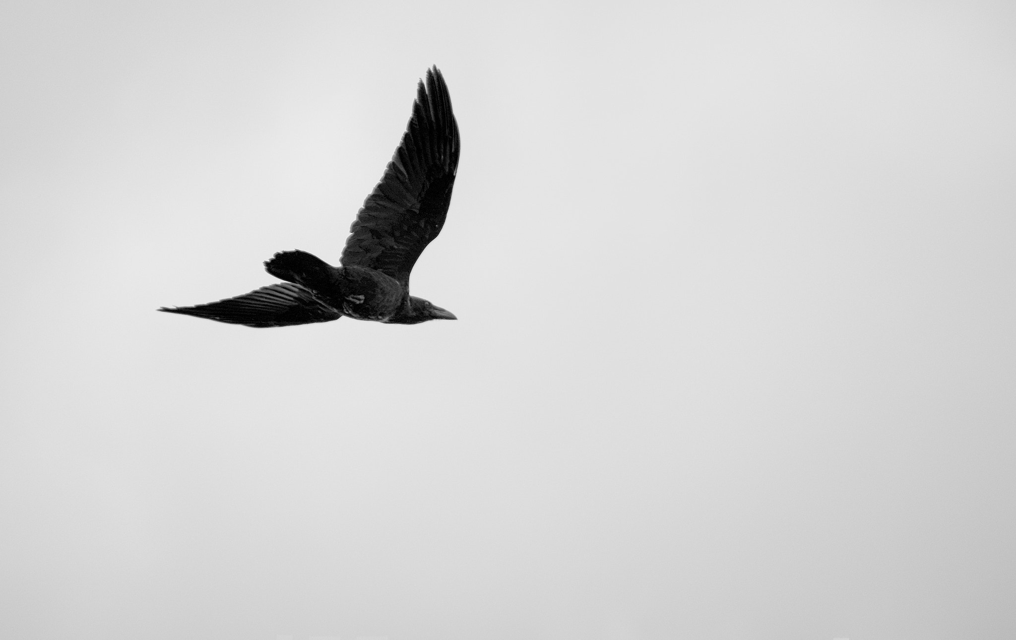 Pentax smc DA* 50-135mm F2.8 ED (IF) SDM sample photo. The raven photography